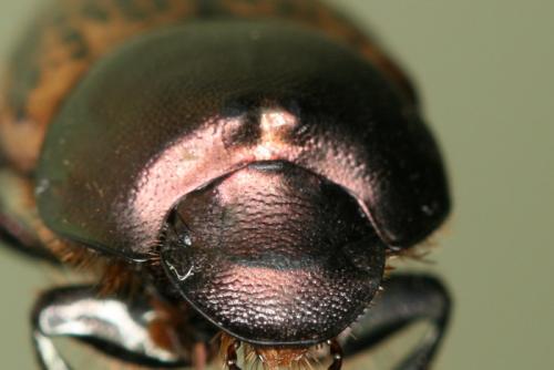 Onthophagus medius