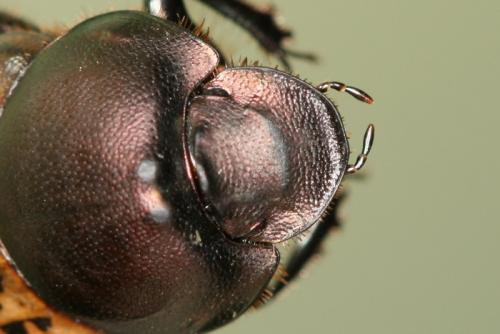 Onthophagus medius
