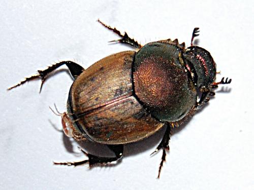 Onthophagus coenobita