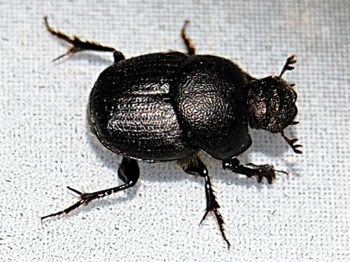 Onthophagus emarginatus