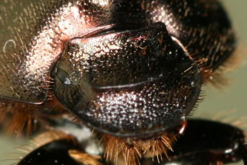 Onthophagus medius