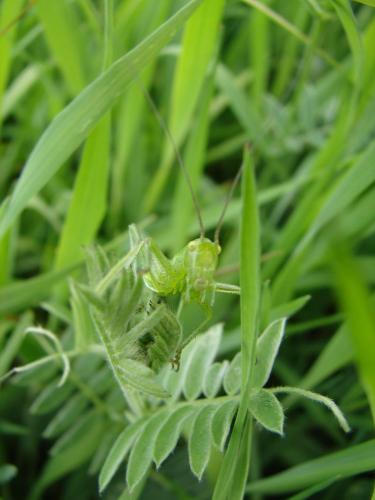 Tettigonia viridissima