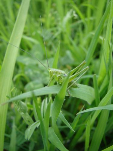 Tettigonia viridissima