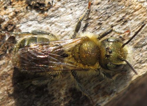 Osmia sp.