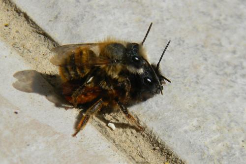 Osmia cornuta