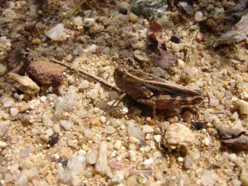 Calliptamus sp.