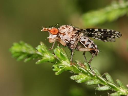 Réf. 69 712 : Trypetoptera punctulata