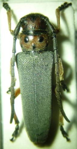 Phytoecia rubropunctata