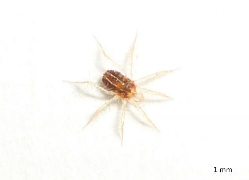Erythracarus epigeus
