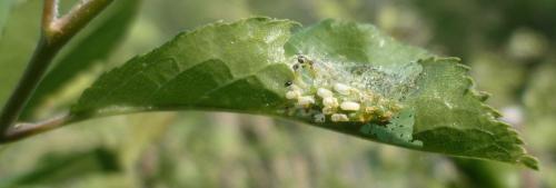 Neurotoma nemoralis