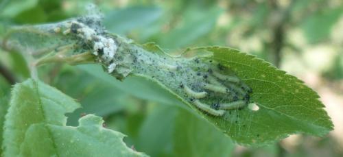 Neurotoma nemoralis