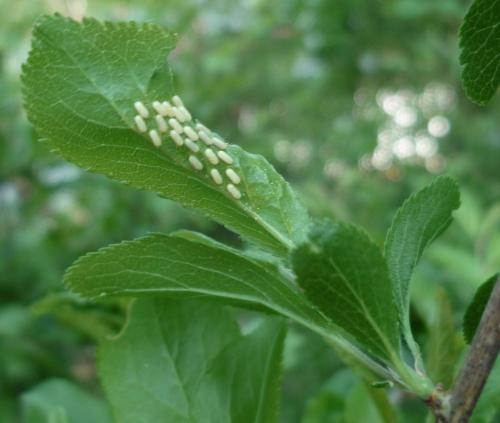 Neurotoma nemoralis