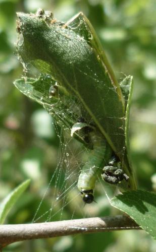 Réf. 69 843 : Neurotoma nemoralis