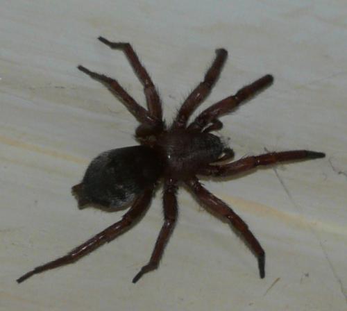 Réf. 69 744 : Scotophaeus sp.