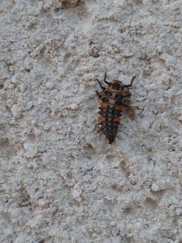 Coccinella septempunctata