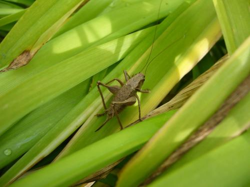 Pholidoptera griseoaptera