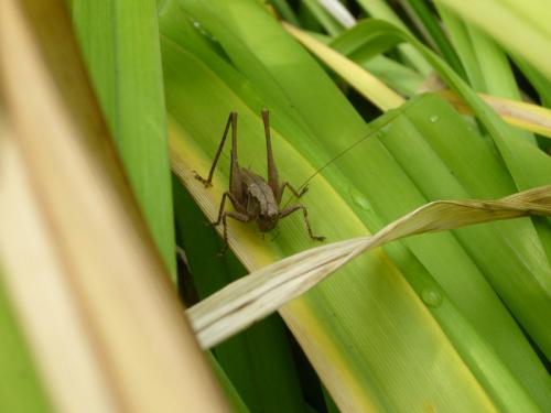 Pholidoptera griseoaptera