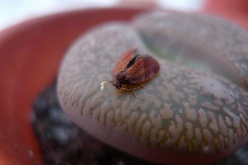 Réf. 69 063 : Cacoecimorpha pronubana