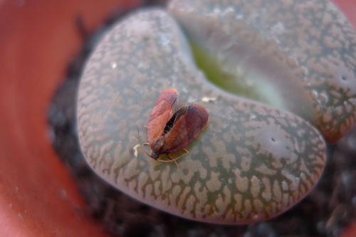 Réf. 69 064 : Cacoecimorpha pronubana