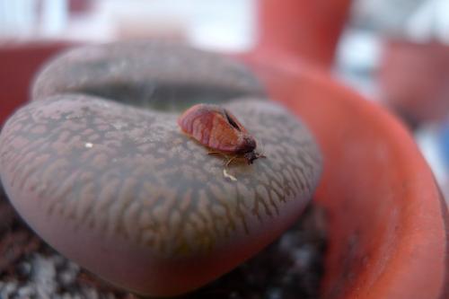 Réf. 69 065 : Cacoecimorpha pronubana