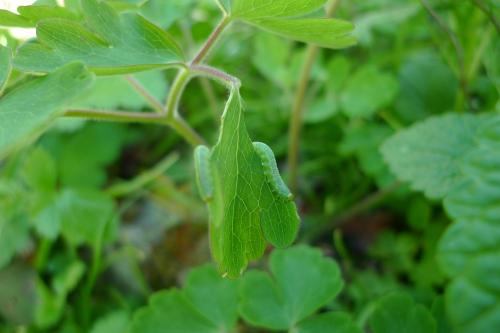 Réf. 69 066 : Pristiphora rufipes