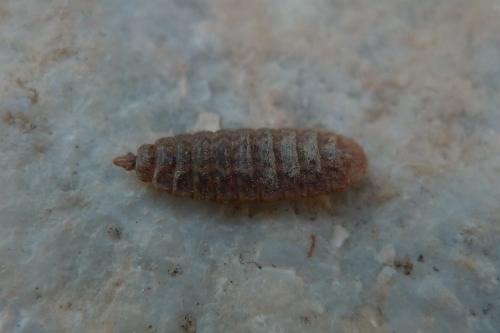 Hermetia illucens