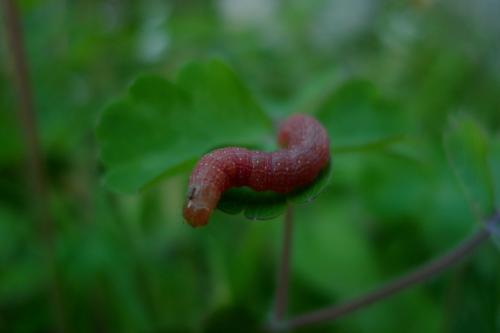 Conistra sp.