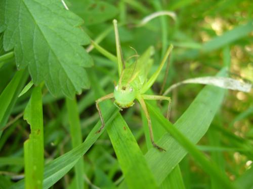 Ruspolia nitidula