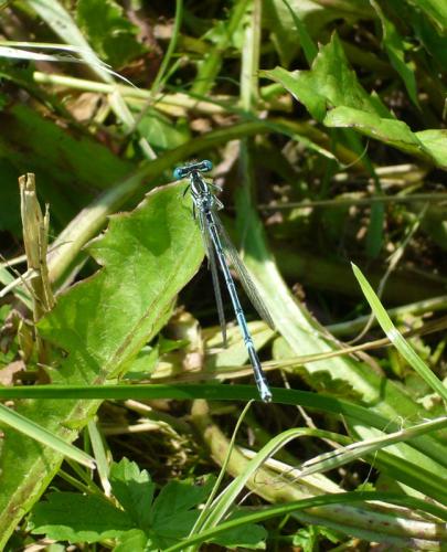 Réf. 69 181 : Platycnemis pennipes