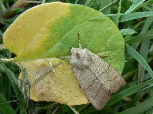 Réf. 69 997 : Charanyca trigrammica