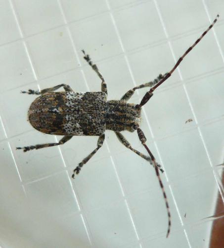 Mesosa nebulosa