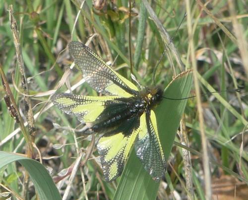 Libelloides coccajus