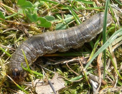 Agrotis sp.
