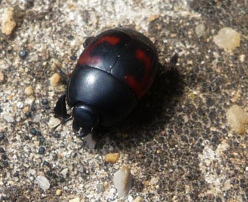 Hister quadrimaculatus