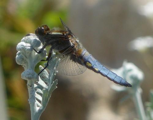 Libellula depressa