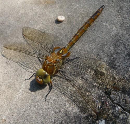 Aeshna isoceles
