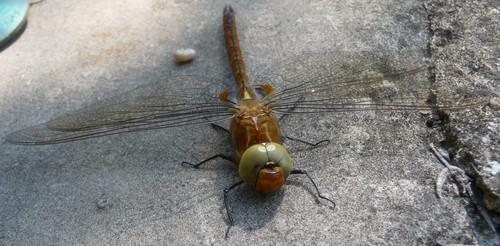 Aeshna isoceles