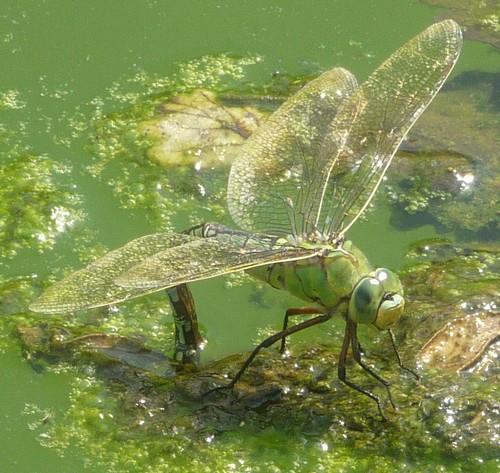 Anax imperator