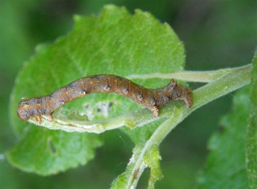 Colotois pennaria