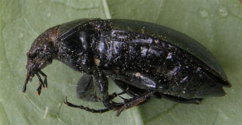 Carabus nemoralis