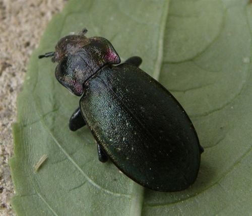 Carabus nemoralis