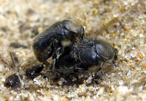 Paleira femorata