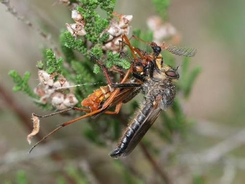 Pamponerus germanicus