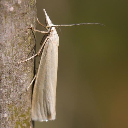 Crambus perlella