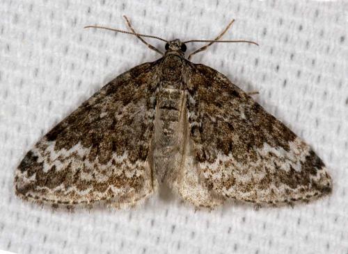 Réf. 69 481 : Perizoma hydrata