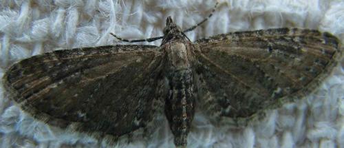 Réf. 69 724 : Eupithecia vulgata