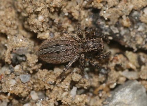 Phlegra cinereofasciata