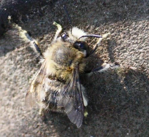Anthophora plumipes