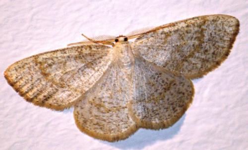 Réf. 69 986 : Cabera exanthemata