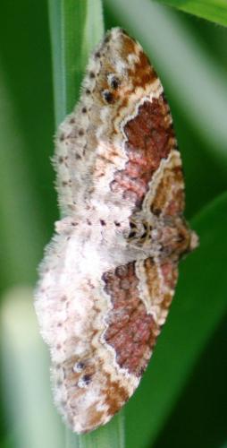 Réf. 69 955 : Xanthorhoe sp.